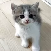 スコティッシュフォールド(立ち耳)【大阪府・男の子・2025年9月25日・ブルータビー&ホワイト】の写真12