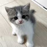 スコティッシュフォールド(立ち耳)【大阪府・男の子・2025年9月25日・ブルータビー&ホワイト】の写真14