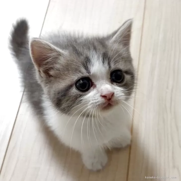 スコティッシュフォールド(立ち耳)【大阪府・男の子・2025年9月25日・ブルータビー&amp;ホワイト】の写真1