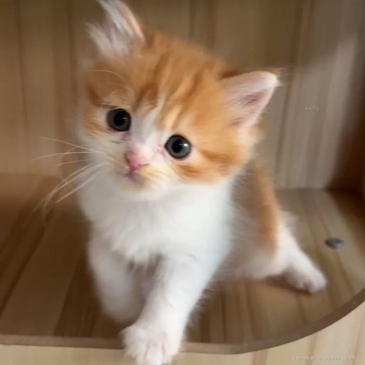 ID:2505-01465の子猫