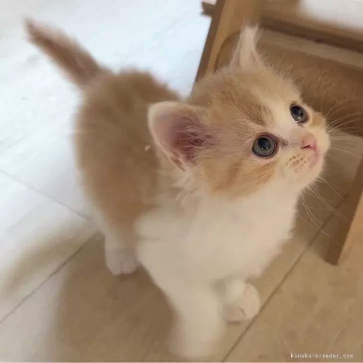 ID:2505-01067の子猫