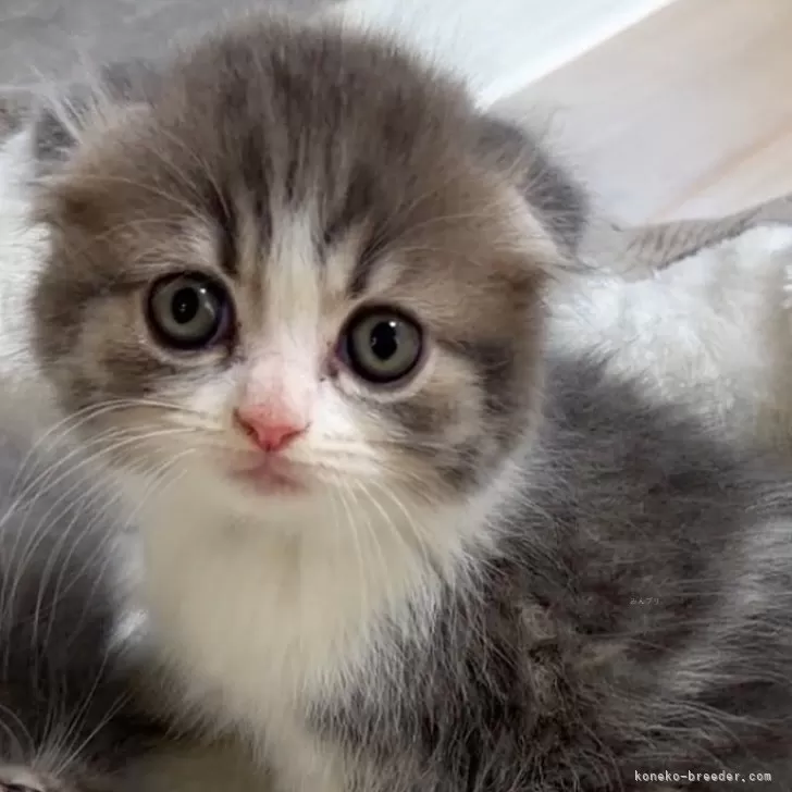 スコティッシュフォールド(折れ耳)【大阪府・女の子・2025年9月25日・ブルータビー&amp;ホワイト】の写真1