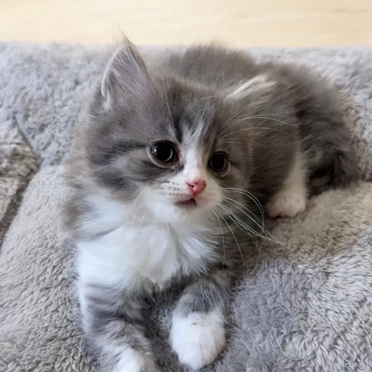 ID：2501-02002の子猫