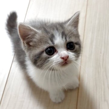 スコティッシュフォールド(立ち耳)【大阪府・男の子・2025年9月25日・ブルータビー&ホワイト】の写真「愛嬌いっぱいの男の子」