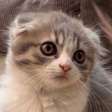 スコティッシュフォールド(折れ耳)【大阪府・女の子・2025年9月25日・ブルータビー&ホワイト】の写真「とっても美人さん」