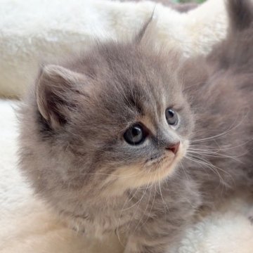 マンチカン(短足)【大阪府・女の子・2025年11月1日・ブルー】の写真「ビー玉みたいなお目々が可愛い」