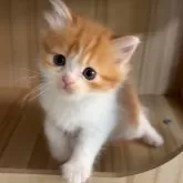 マンチカン(長足)