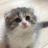 スコティッシュフォールド(折れ耳)