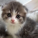 スコティッシュフォールド(折れ耳)