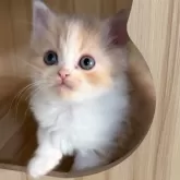 マンチカン(長足)