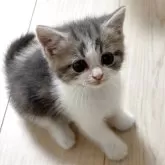 スコティッシュフォールド(立ち耳)【大阪府・男の子・2025年9月25日・ブルータビー&ホワイト】の写真2