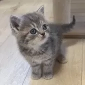 スコティッシュフォールド(立ち耳)【大阪府・男の子・2024年12月12日・ブルータビー】の写真3