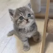 スコティッシュフォールド(立ち耳)【大阪府・男の子・2024年12月12日・ブルータビー】の写真5