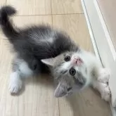 スコティッシュフォールド(立ち耳)【大阪府・男の子・2025年9月25日・ブルータビー&ホワイト】の写真5