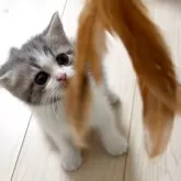 スコティッシュフォールド(立ち耳)【大阪府・男の子・2025年9月25日・ブルータビー&ホワイト】の写真7