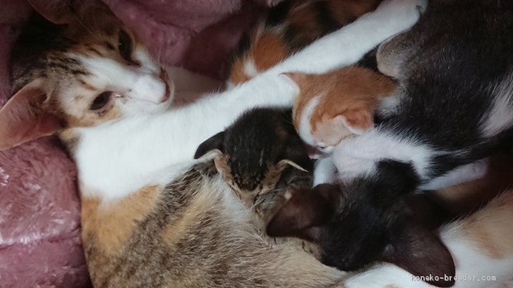 白鳥紀美恵ブリーダーのブログ：スクスクと育っています。