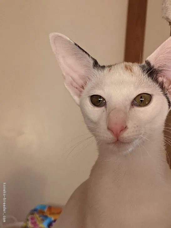 ID：2202-02008の子猫