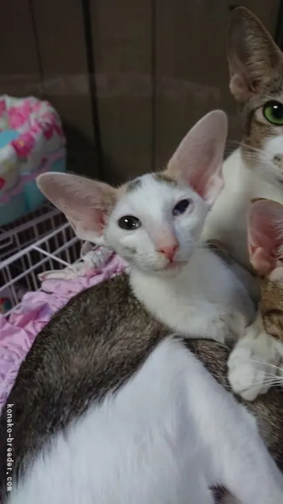 ID：1902-00068の子猫