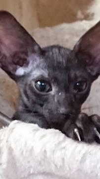 オリエンタルショートヘア【千葉県・男の子・2020年10月24日・チェスナットスモーク（ショートヘアー）】の写真「チョコレート色にスモークが綺麗に出ています」