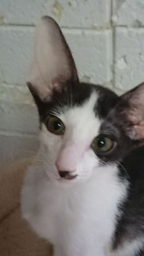 オリエンタルショートヘア【千葉県・男の子・2020年10月24日・エボニースモーク&ホワイト（ショートヘアー）】の写真「とてもヘッドのバランスの良い子です」