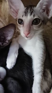 オリエンタルショートヘア【千葉県・女の子・2020年10月24日・エボニーシルバータビー&ホワイト（ショートヘアー）】の写真「シルバーが入っているのでとても綺麗な毛色です」