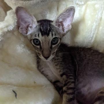 オリエンタルショートヘア【千葉県・男の子・2022年4月26日・ブラックタビー（ショートヘア）】の写真「とても良く食べ、良く遊ぶ子です。」