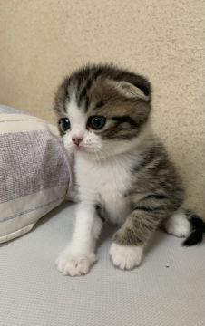 スコティッシュフォールド(折れ耳)【群馬県・男の子・2021年3月4日・ブラウンタビー（ショート）】の写真「女の子フェイスのスコブリくん！」