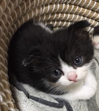 スコティッシュフォールド(折れ耳)【群馬県・男の子・2020年8月29日・ブラックタビー&ホワイト】の写真「両親遺伝子検査済みです
10/21までの最終価格」