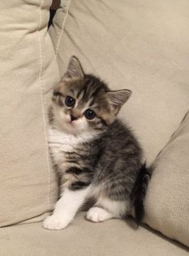 スコティッシュフォールド(立ち耳)【群馬県・女の子・2021年9月15日・ブラウンタビー&ホワイト（短毛）】の写真「元気いっぱいの女の子♫」