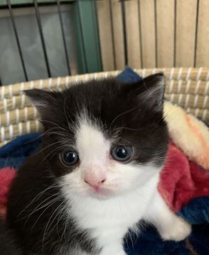 スコティッシュフォールド(立ち耳)【群馬県・女の子・2021年3月4日・ブラック&ホワイト（ショート）】の写真「綺麗なハチワレのスコブリちゃん」