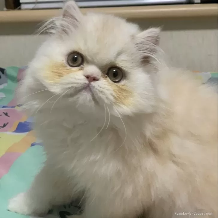 S.A 様のお迎えした子猫