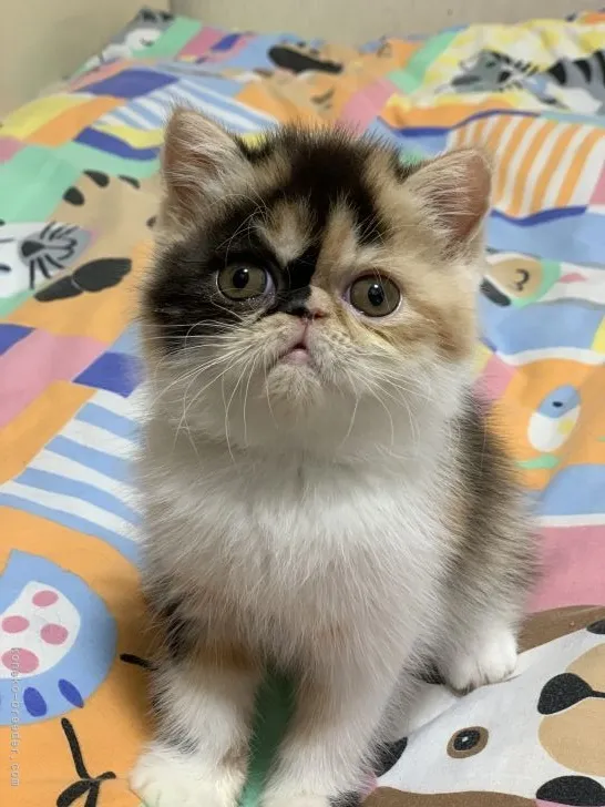 ID：2112-00501の子猫