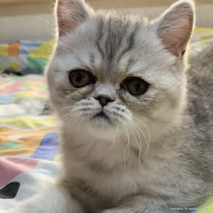 ID：2303-01174の子猫