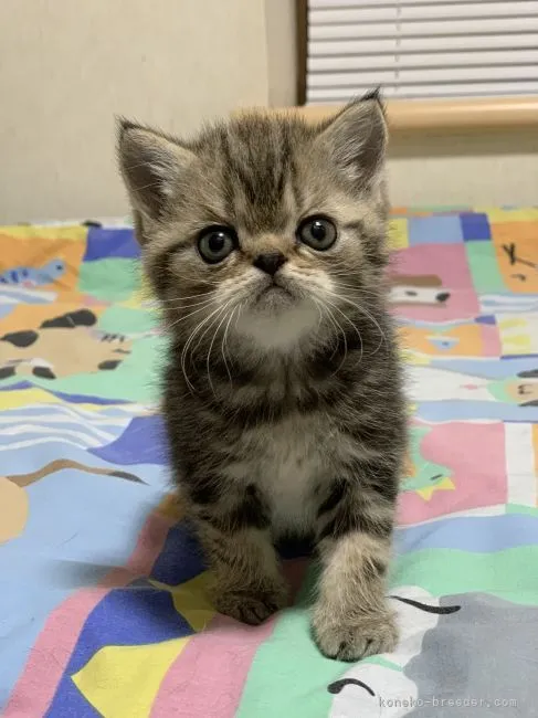 ID:2301-00666の子猫