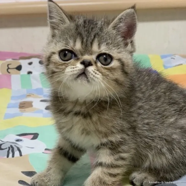 ID：2306-02583の子猫