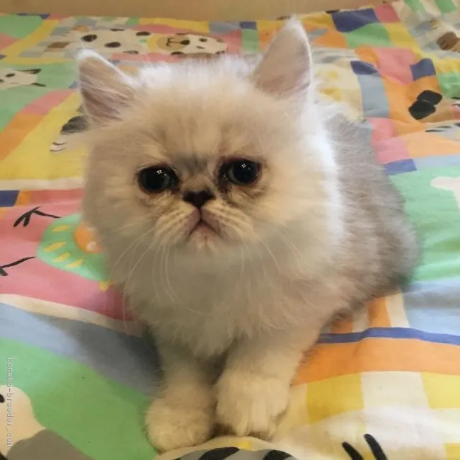 ID：1810-00754の子猫