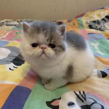 エキゾチックショートヘア【東京都・男の子・2019年11月8日・ブルーアンドホワイト（ショートヘア）】の写真「まさしくエキゾチックショートヘアです。」