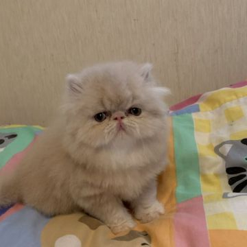 エキゾチックショートヘア【東京都・男の子・2019年11月8日・クリーム（ロングヘア）】の写真「まるでテディベアーみたいです」