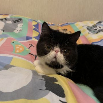 エキゾチックショートヘア【東京都・女の子・2019年11月25日・ブラックアンドホワイト（ショートヘア）】の写真「秘蔵っ子です。チョー可愛いです。」