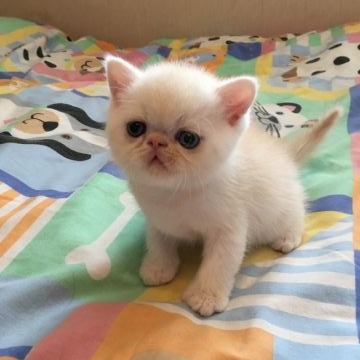エキゾチックショートヘア【東京都・男の子・2017年5月18日・クリームカメオ（ショートヘア）】の写真「パパはCFA RWグランドチャンピオンです。」