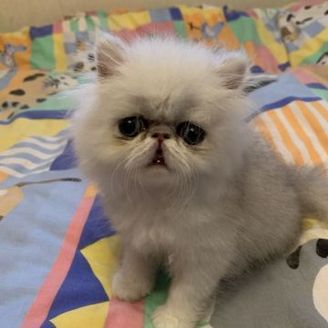 ペルシャ(チンチラ)【東京都・女の子・2019年9月8日・シェーデットシルバー】の写真「パパは、RW.グランドチャンピオンです！」