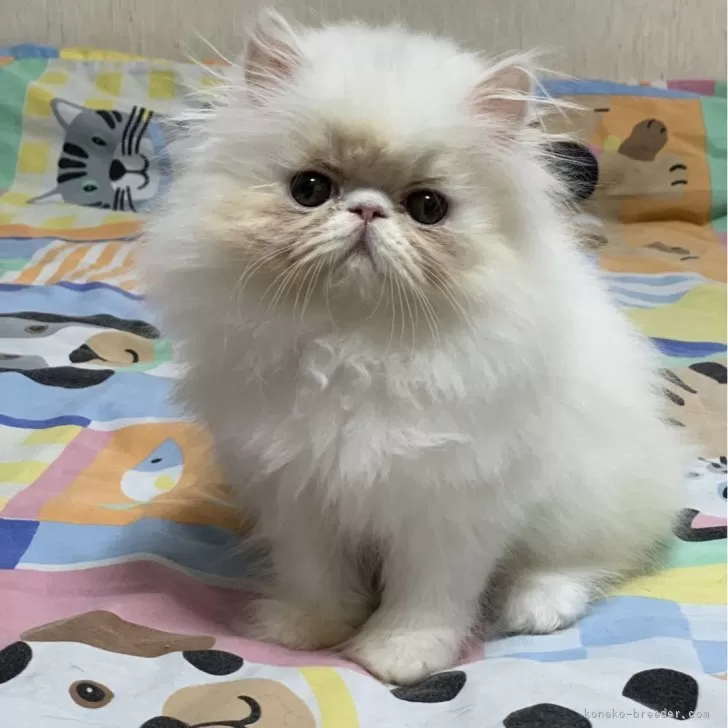 J&K 様のお迎えした子猫