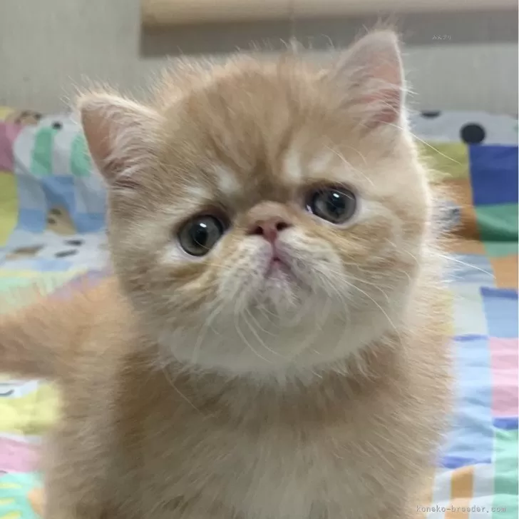 かみちゃん 様のお迎えした子猫
