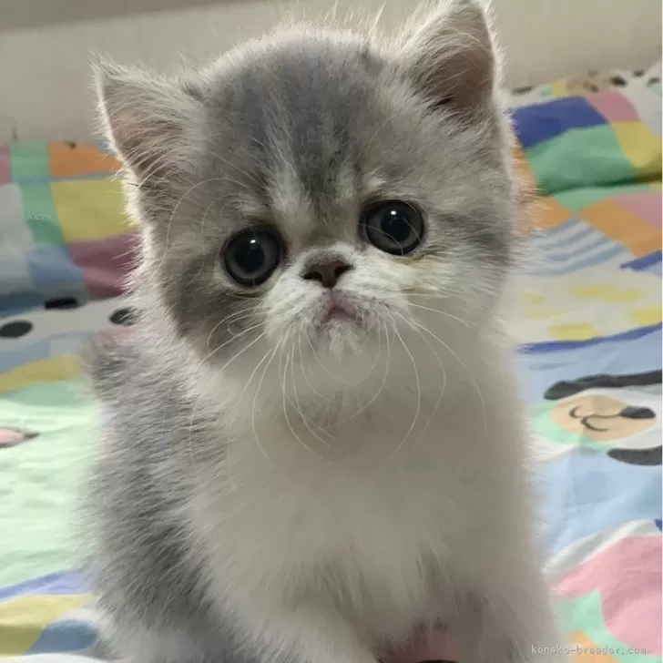 ID:2506-03535の子猫
