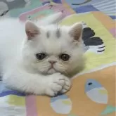 エキゾチックショートヘア