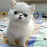 エキゾチックショートヘア