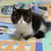 エキゾチックショートヘア【東京都・女の子・2024年11月29日・ブラックアンドホワイト】の写真1