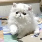 エキゾチックショートヘア
