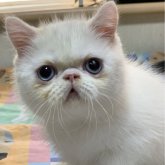 エキゾチックショートヘア