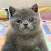エキゾチックショートヘア